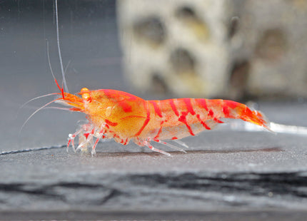 Rote Tigergarnele OE