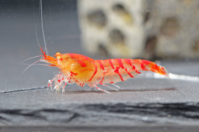 Rote Tigergarnele OE