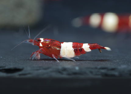 Caridina logemanni „Red Wine“