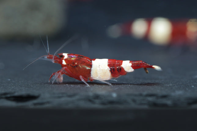 Caridina logemanni „Red Wine“