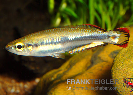 Rotschwanz-Ährenfisch – Bedotia geayi – Auf Bestellung