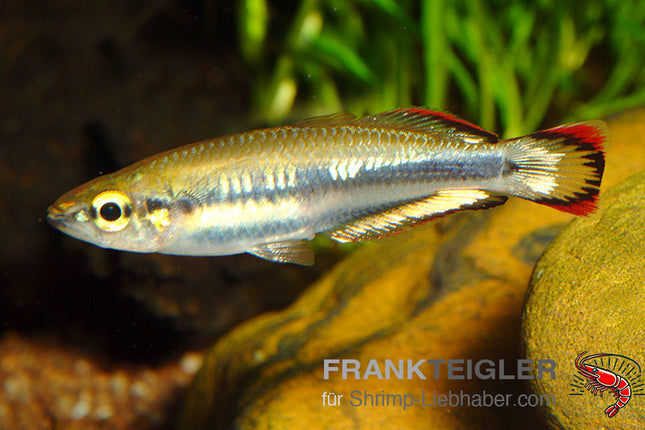 Rotschwanz-Ährenfisch – Bedotia geayi – Auf Bestellung