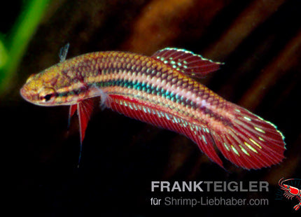 Weinroter Kampffisch – Betta coccina
