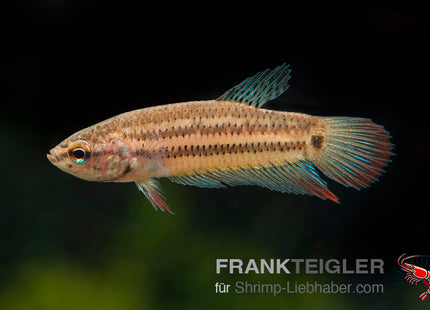 Friedlicher Kampffisch – Betta imbellis