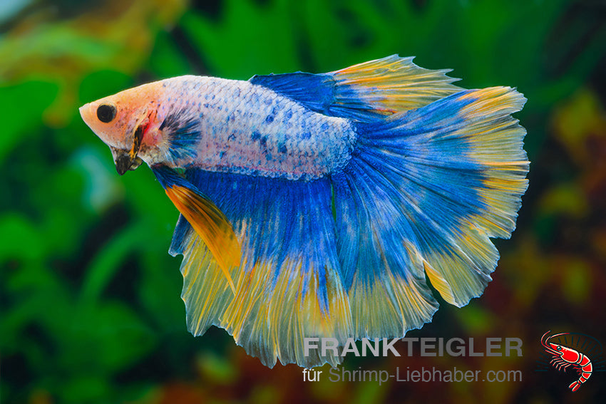 Betta splendens Halfmoon Bicolor Blau