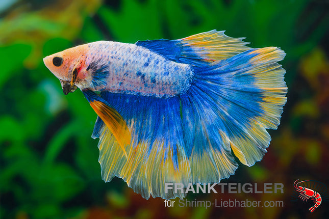 Betta splendens Halfmoon Bicolor Blau