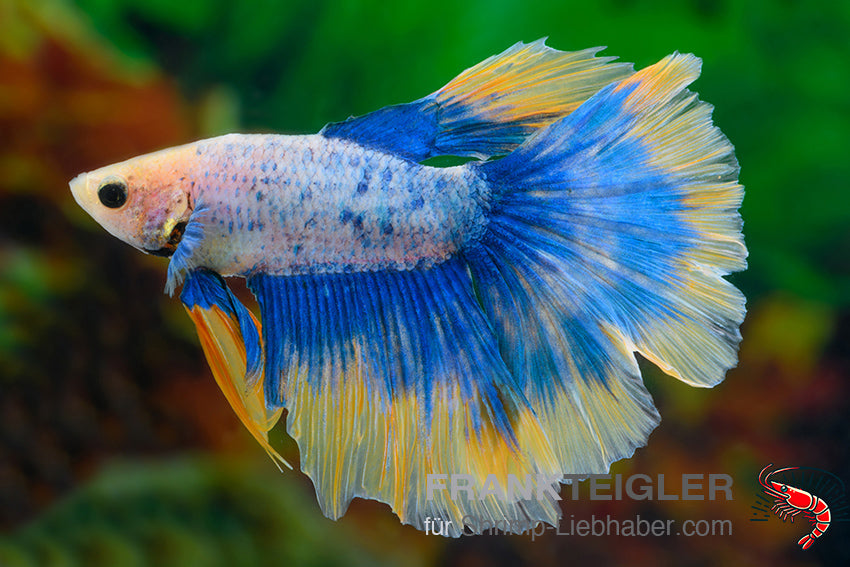 Betta splendens Halfmoon Bicolor Blau