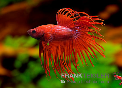Crowntail Betta „Red Dragon“ – Betta splendens