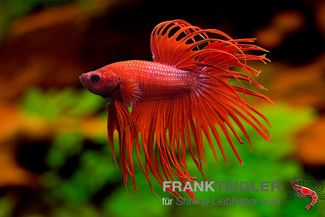 Crowntail Betta „Red Dragon“ – Betta splendens