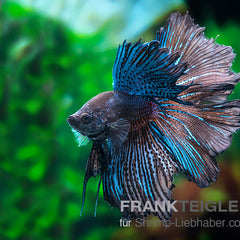 Collection image for: Bettas
