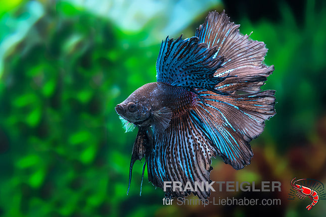 Black Orchid Betta (Halfmoon) – Betta splendens