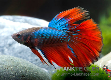 Halfmoon Betta „Rainbow“ – Betta splendens