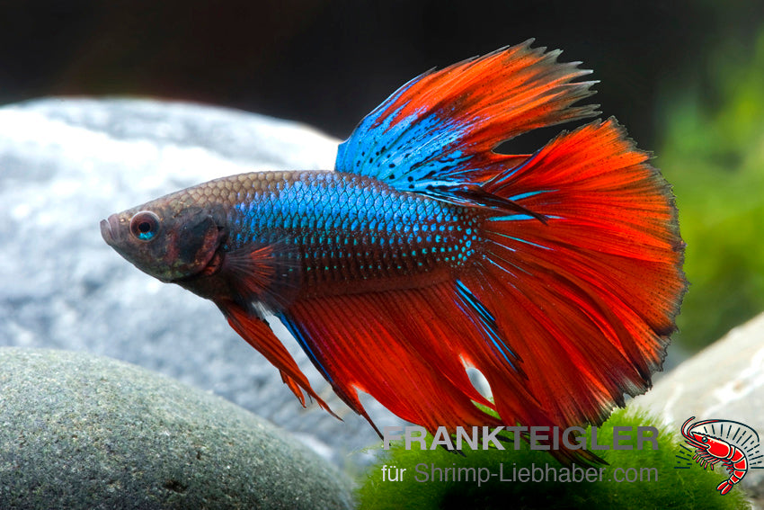 Betta splendens Halfmoon Bicolor Rot