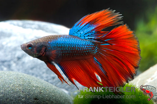 Betta splendens Halfmoon Bicolor Rot