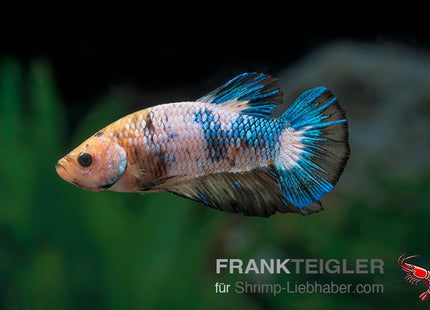 Dumbo Ear Betta „Blue Marble“ – Betta splendens