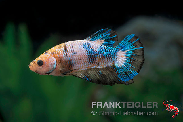 Dumbo Ear Betta „Blue Marble“ – Betta splendens