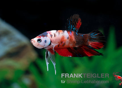 Plakat Betta „Marble Red“ – Betta splendens