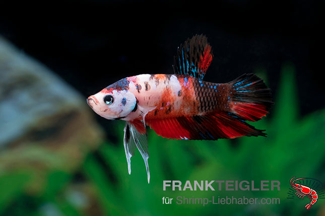Plakat Betta „Marble Red“ – Betta splendens