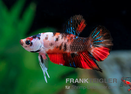 Plakat Betta „Marble Red“ – Betta splendens