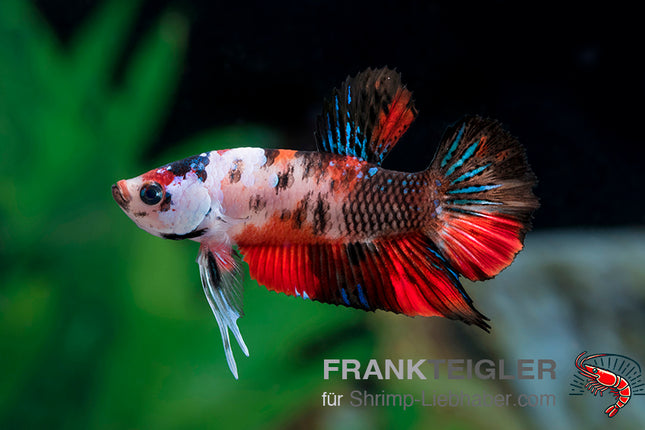 Plakat Betta „Marble Red“ – Betta splendens