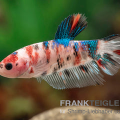 Collection image for: Bettas