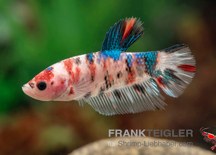 Plakat Betta „Koi Nemo“ – Betta splendens