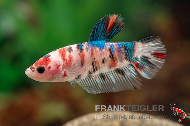 Plakat Betta „Koi Nemo“ – Betta splendens