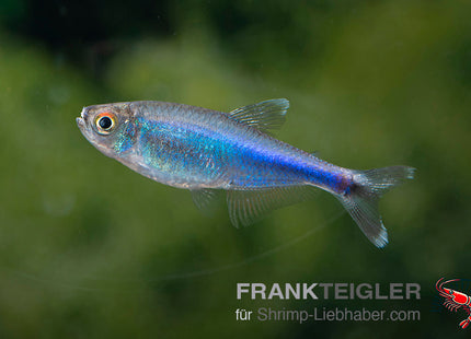 Blauer Perusalmler – Boehlkea fredcochui