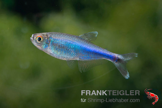 Blauer Perusalmler – Boehlkea fredcochui