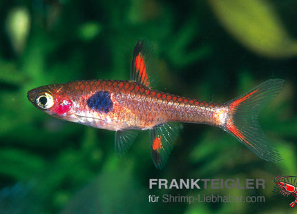 Boraras merah – Phoenix-Zwergbärbling