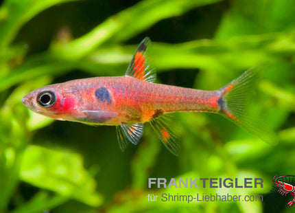 Boraras naevus