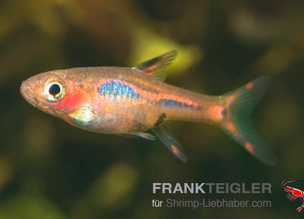 Zwergrasbora 'Moskito' - Boraras brigittae