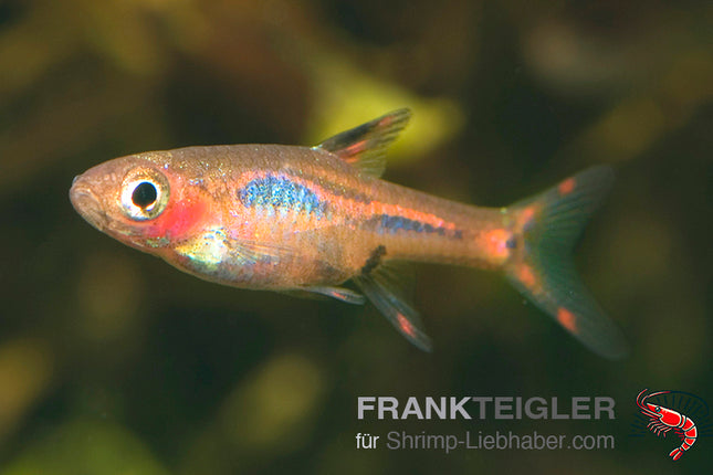 Zwergrasbora 'Moskito' - Boraras brigittae