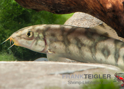 Botia lohachata
