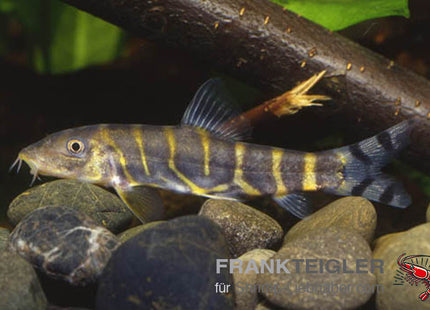 Botia dario  – Bengalen Bänderschmerle – Auf Bestellung