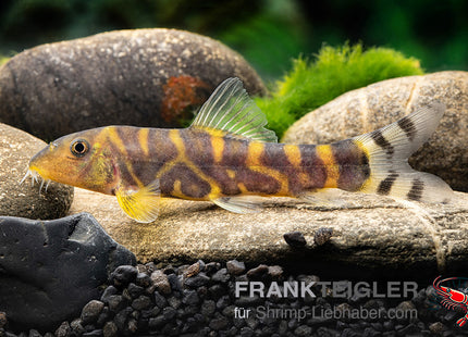 Botia dario  – Bengalen Bänderschmerle – Auf Bestellung