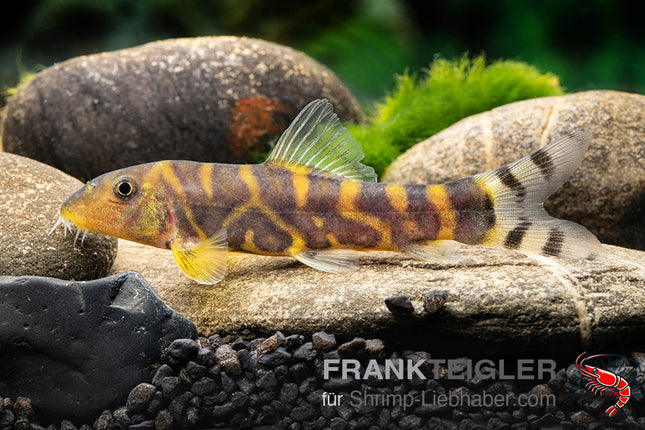 Botia dario  – Bengalen Bänderschmerle – Auf Bestellung