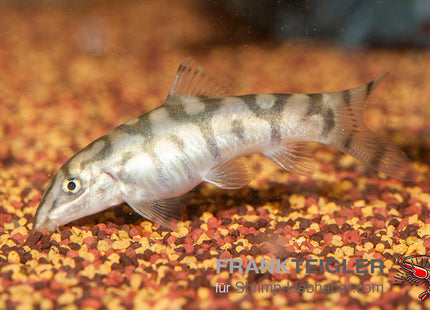 Botia loachata – Netzschmerle – Auf Bestellung