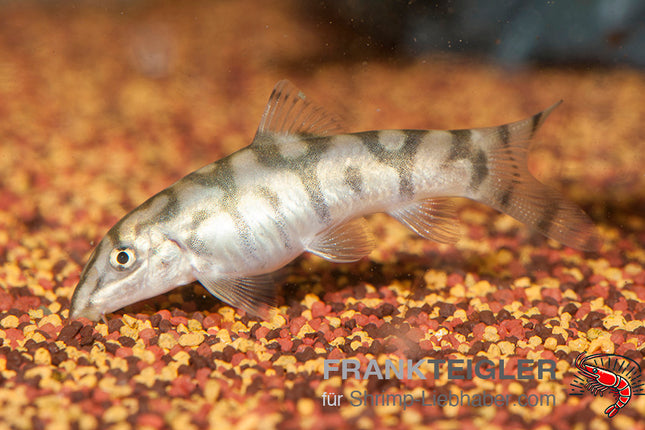 Botia loachata – Netzschmerle – Auf Bestellung