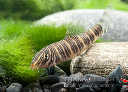 Botia striata – Streifenschmerle – Auf Bestellung