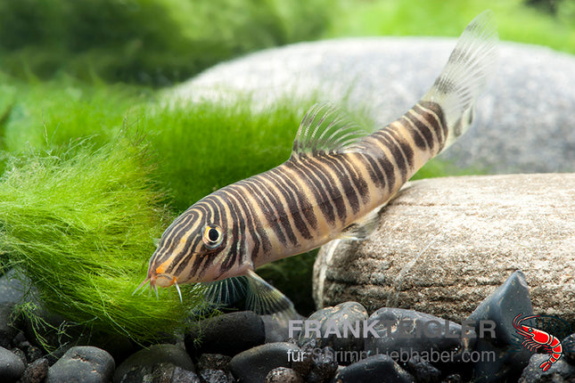 Botia striata – Streifenschmerle – Auf Bestellung
