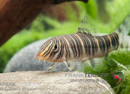 Botia striata – Streifenschmerle – Auf Bestellung