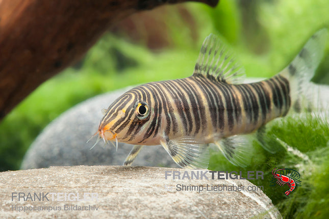 Botia striata – Streifenschmerle – Auf Bestellung