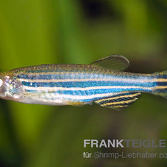 Collection image for: Bärblinge