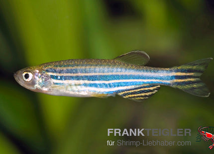 Danio rerio – Zebrabärbling (North Bengal)