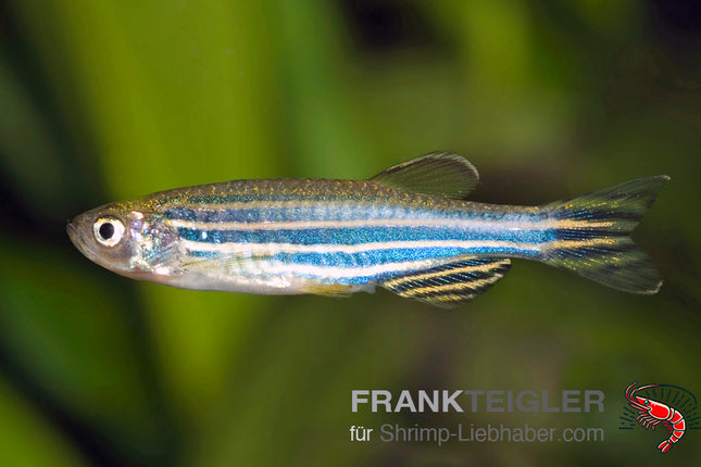Danio rerio – Zebrabärbling (North Bengal)