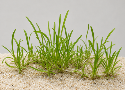Lilaeopsis brasiliensis - Topf