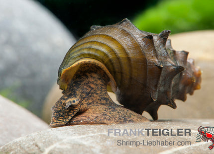 Burma Stachelschnecke