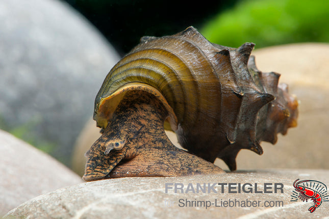 Burma Stachelschnecke