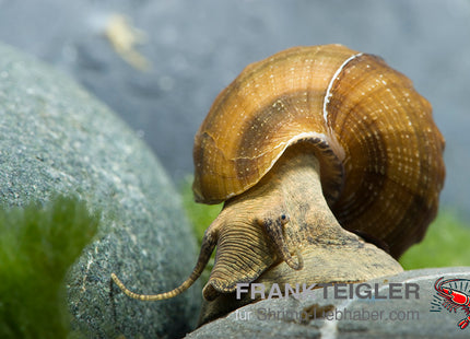 Herkules-Turmdeckelschnecke – Brotia herculea